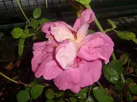 CIMG3584.webp
