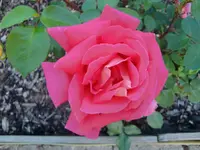 CIMG7376.webp