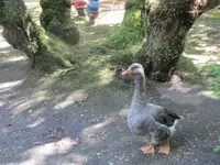 115.webp