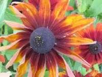 065.webp