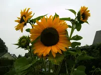 013.webp
