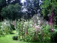 Stockrosenbeet.webp