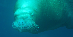 Seelöwe unter Wasser_1024.webp
