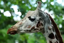 Giraffenbulle_1024.webp