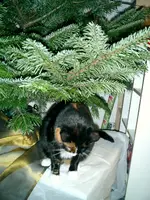CIMG0004l.webp