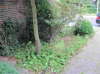 Beete3.webp