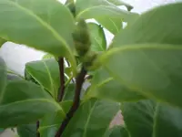 CIMG8580.webp