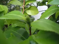 CIMG8583.webp