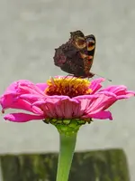 158.webp