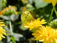 141.webp
