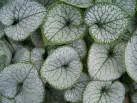 brunnera jack frost.webp