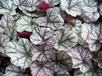 silver light.webp