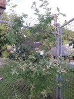 GEDC0048 (3).webp