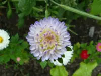 Aster (3).webp