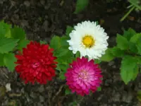 Aster (4).webp
