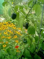 CIMG0001.webp