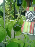 CIMG0007.webp