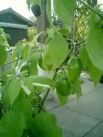 CIMG0009.webp