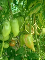 CIMG0013.webp