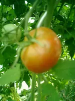 CIMG0015.webp