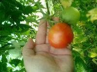 CIMG0016.webp