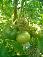 CIMG0018.webp