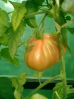CIMG0022.webp