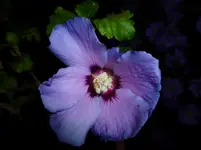P1030216.webp