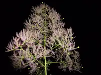P1030230.webp