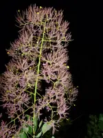P1030231.webp