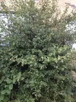 Foto1.webp