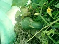 CIMG0023.webp