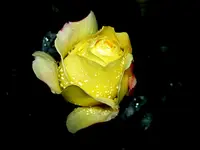 Rosen im Dunkeln v.webp