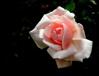 Rosen im Dunkeln v (1).webp