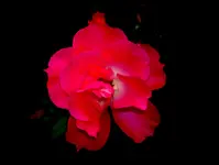 Rosen im Dunkeln v (2).webp