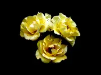 Rosen im Dunkeln v (3).webp