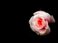 Rosen im Dunkeln v (4).webp