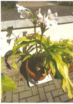 blume.webp