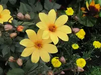 081.webp