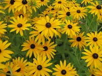 093.webp