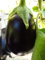 eggplant_ophelia_f1.webp