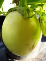eggplant_ivory_f1.webp