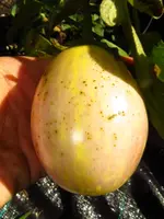 eggplant_pinstripe_f1.webp