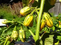 eggplant_striped_toga.webp