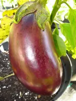 eggplant_sfx.webp