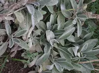 2012_1015Garten 0007.webp