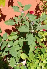 DSC_8813.2.webp