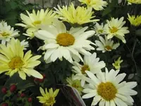 018.webp