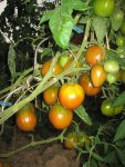 Tomaten 2012 004.jpg