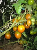 Tomaten 2012 004.webp
